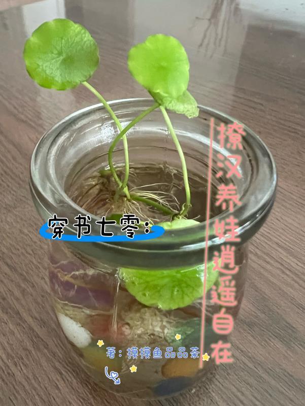 穿越七零撩男神